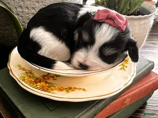 Morkie dogs Morkie 3 - Ad 1