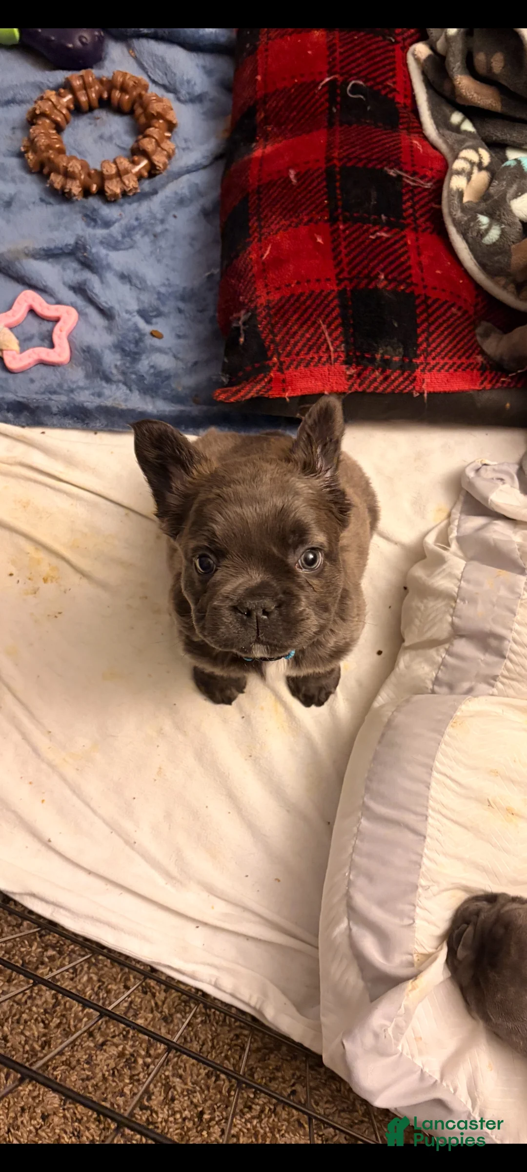 French Bulldog dogs for sale: Stormy - Ad 12