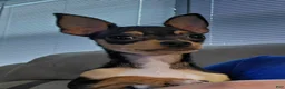 Chihuahua dogs for sale: Chihuahua 3 - Ad 3