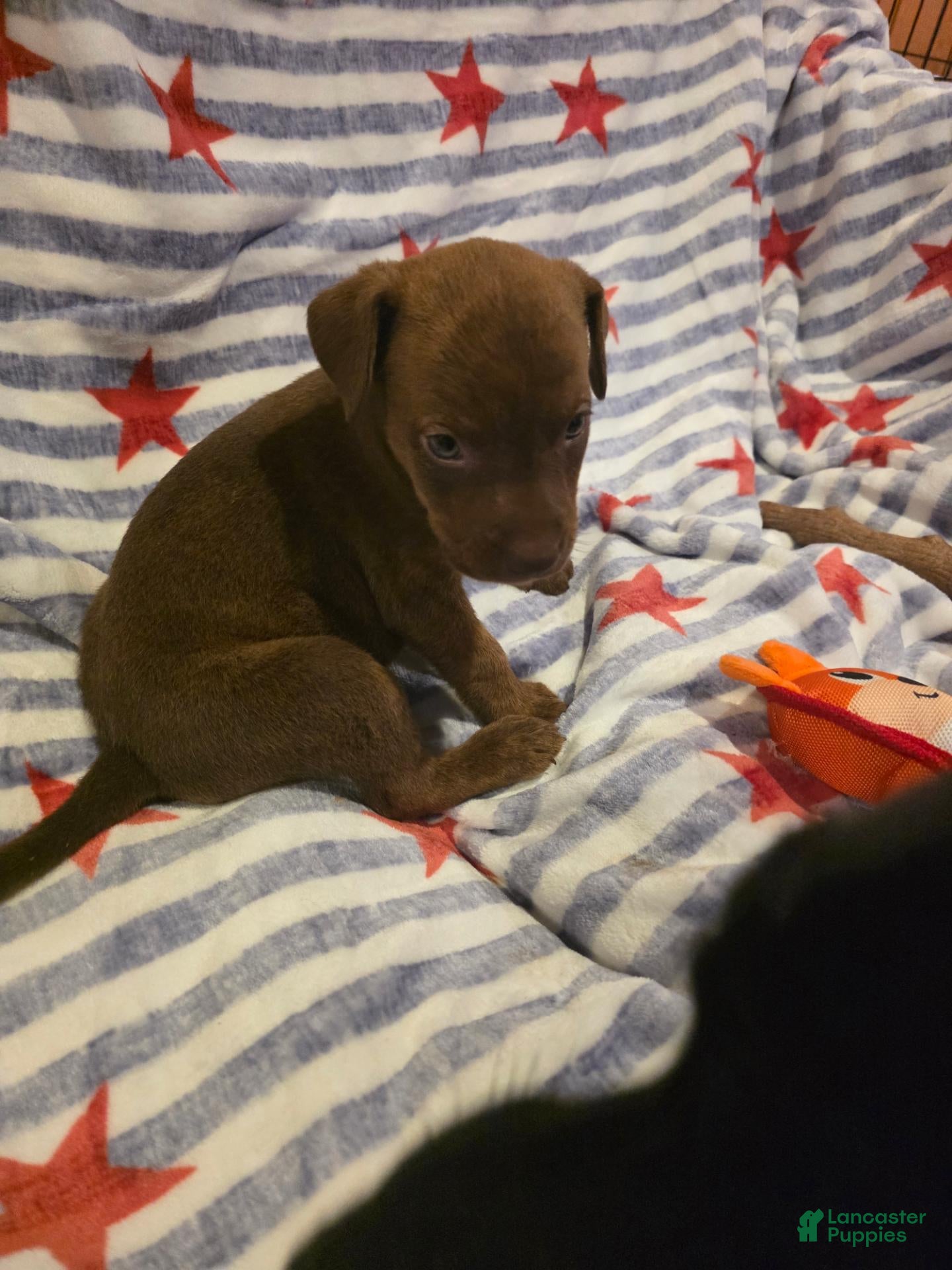 Mixed Breed dogs Mixed Breed 8 - Ad 1
