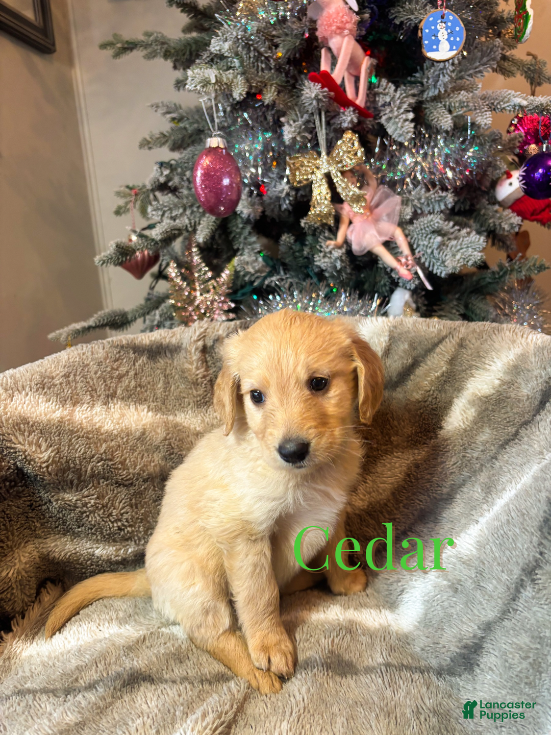 Goldendoodle dogs for sale: Cedar - Ad 2