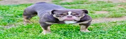 Olde English Bulldogge dogs for sale: Olde English Bulldogge 2 - Ad 5