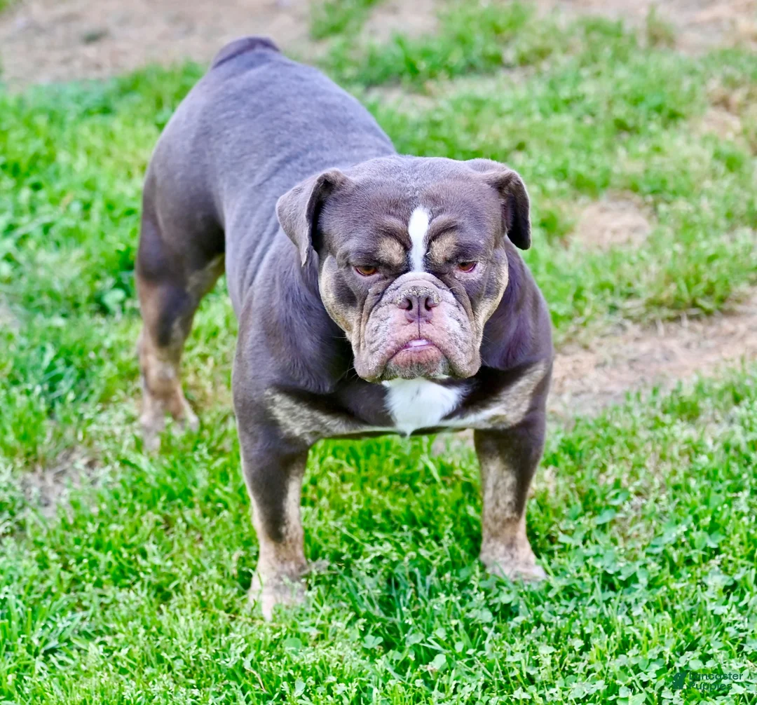 Olde English Bulldogge dogs for sale: Olde English Bulldogge 2 - Ad 5
