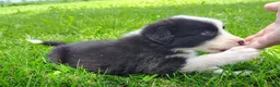 Border Collie dogs for sale: Eco - Ad 4