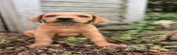 Labradoodle dogs for sale: Arrow - Ad 2