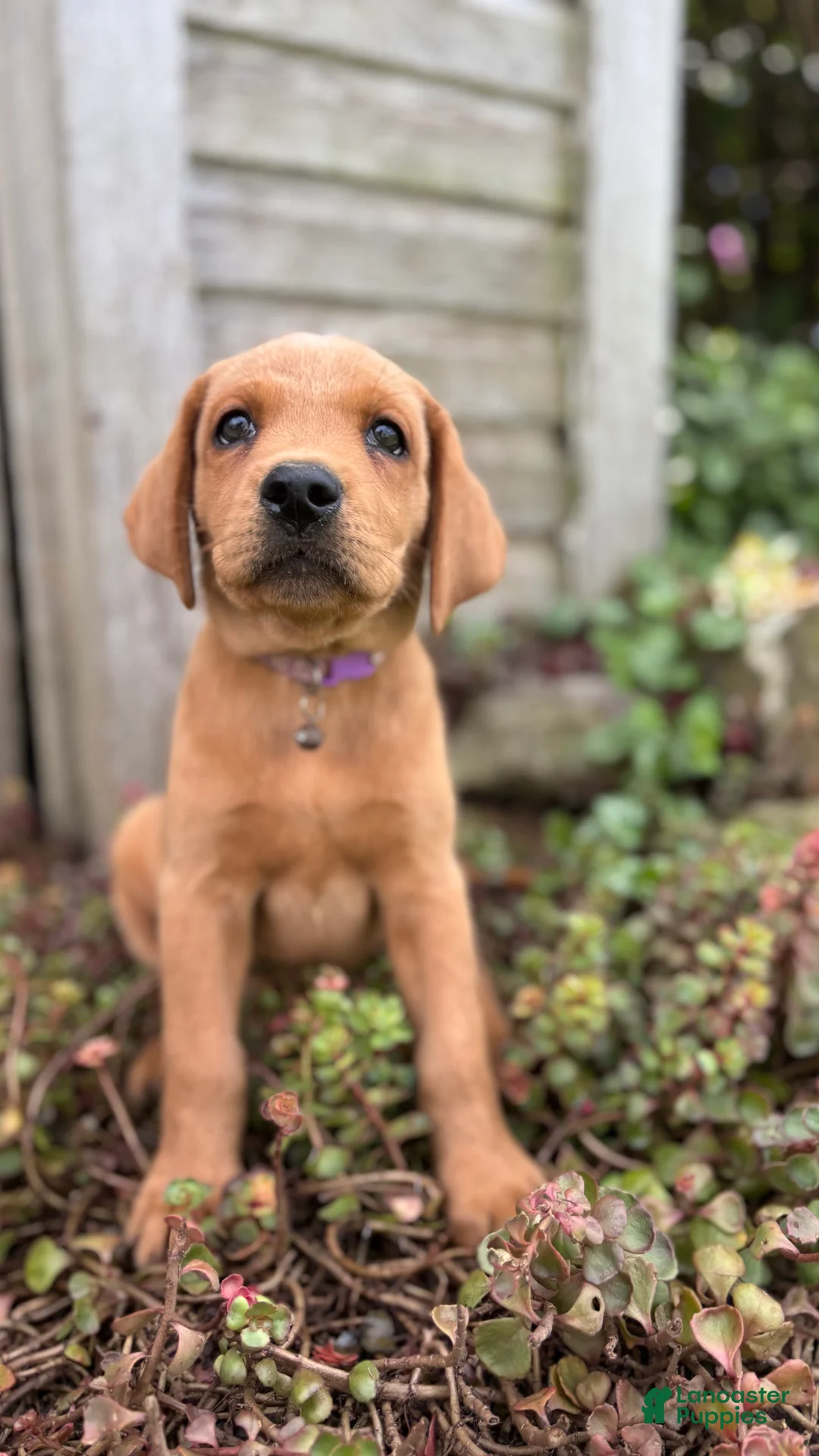 Labradoodle dogs for sale: Arrow - Ad 2
