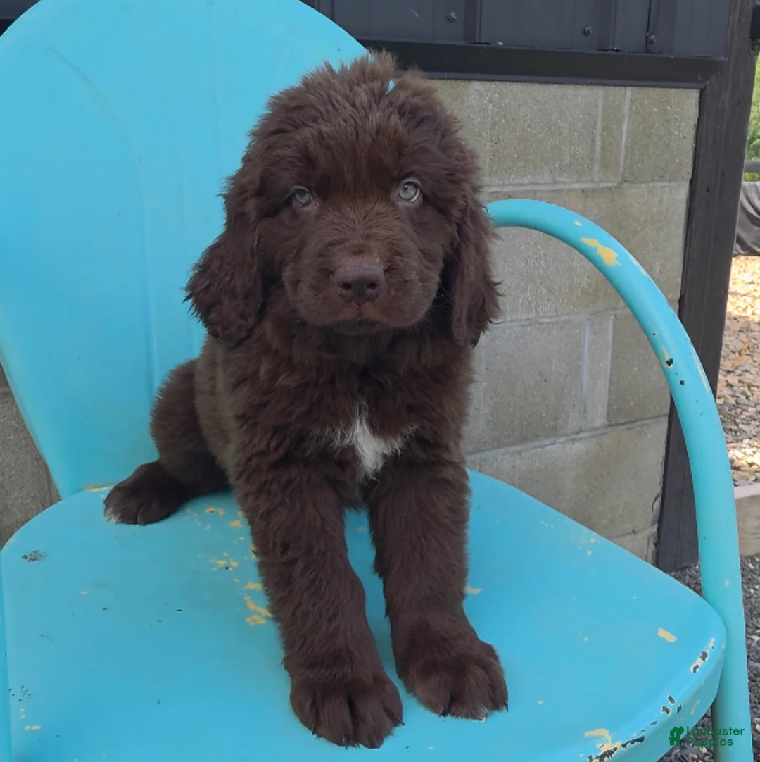 Newfoundland dogs for sale: Rose - Ad 1