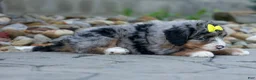 Mini Bernedoodle dogs for sale: 🐾 Peaches 🐾 - Ad 5