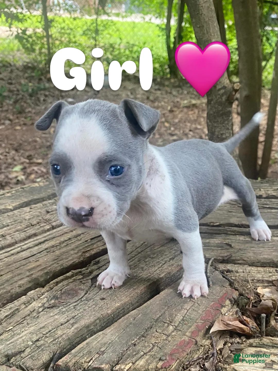 Mixed Breed dogs for sale: Mixed Breed 3 - Ad 2