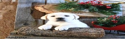 Labrador Retriever dogs for sale: Swiss - Ad 3