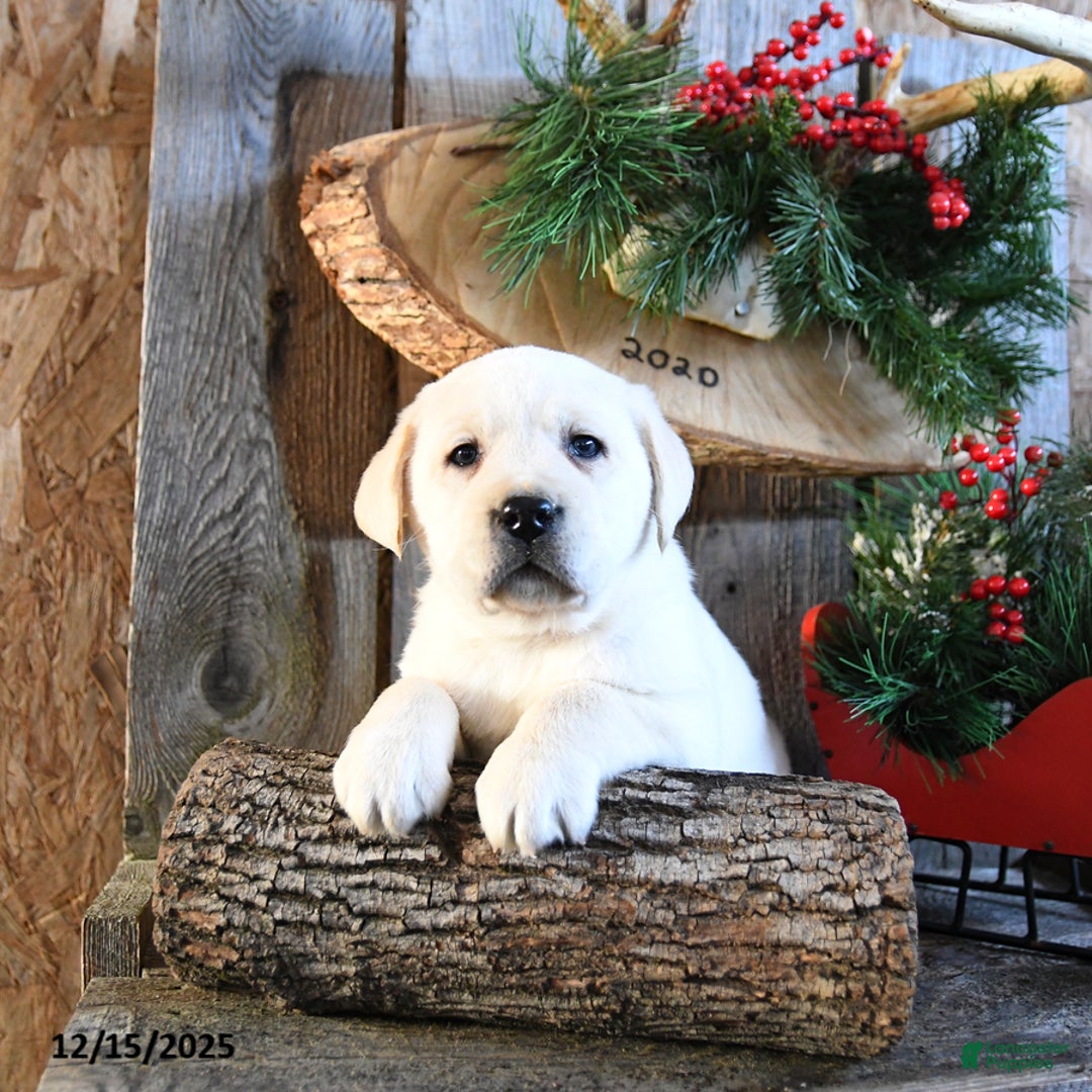 Labrador Retriever dogs for sale: Swiss - Ad 3