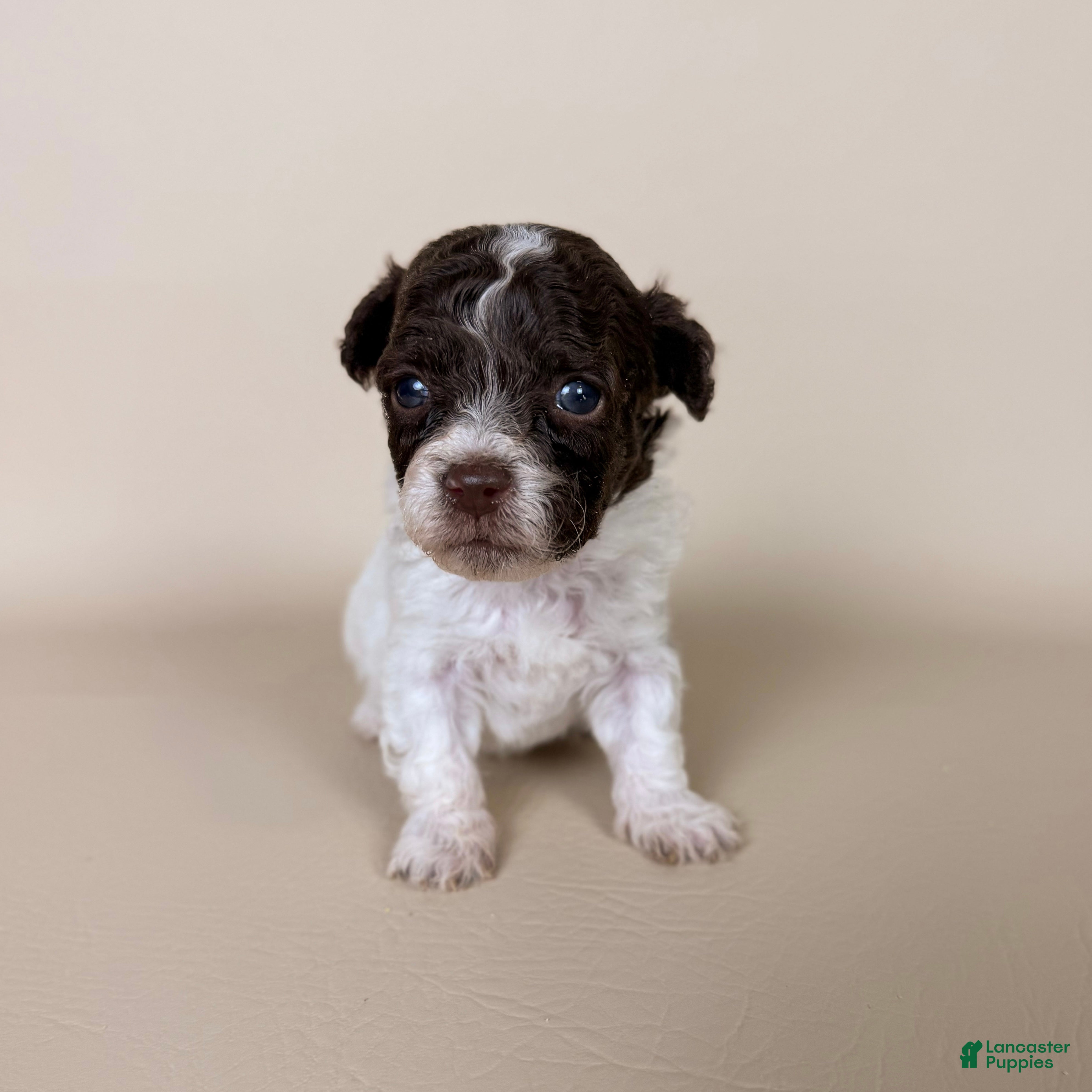 Maltipoo dogs Bennett - Ad 1