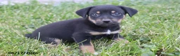 Mixed Breed dogs for sale: Sparky - Ad 2