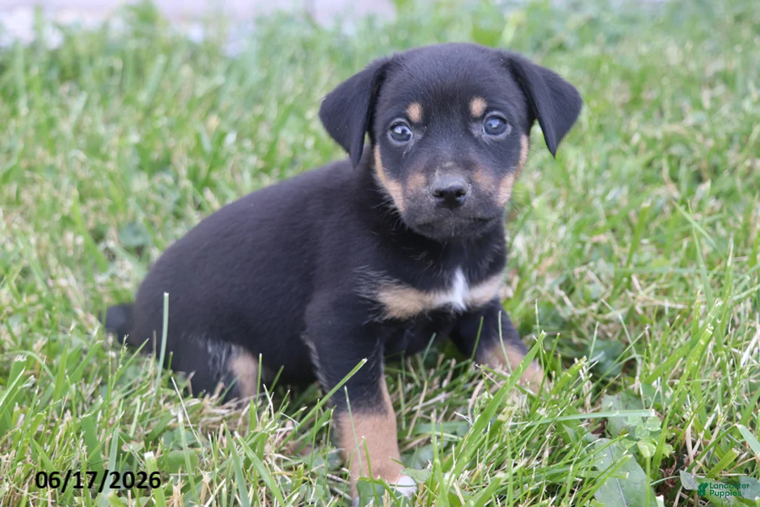 Mixed Breed dogs for sale: Sparky - Ad 2