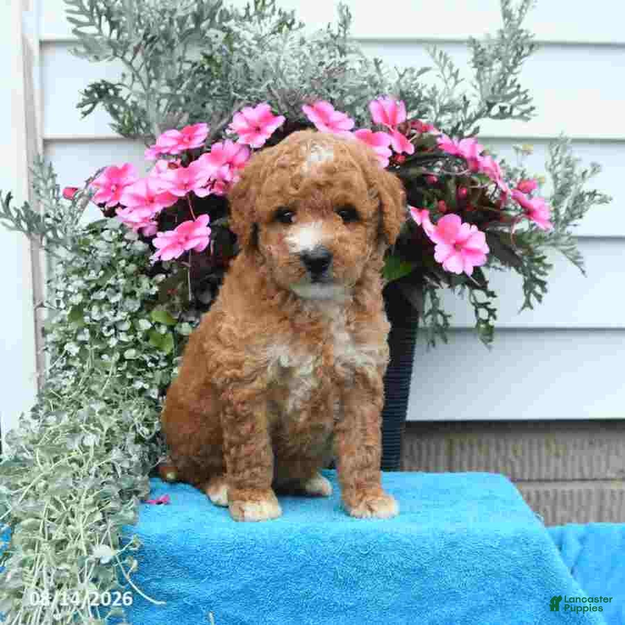 Mini Goldendoodle dogs Kelly - Ad 1