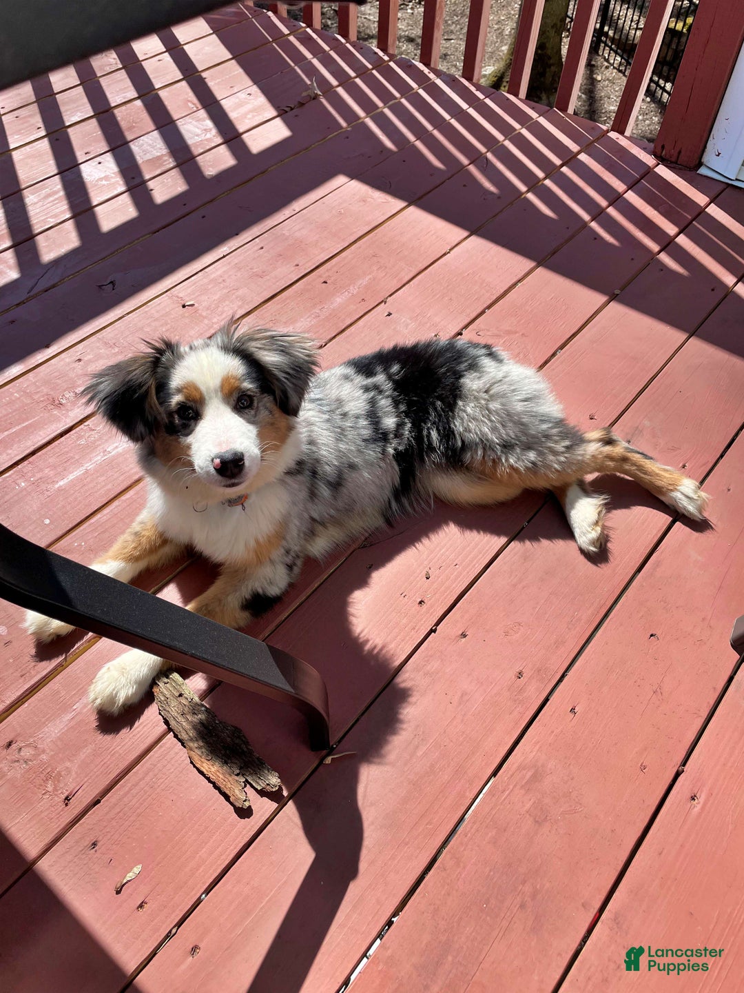 Miniature Australian Shepherd dogs for sale: Zoe - Ad 3