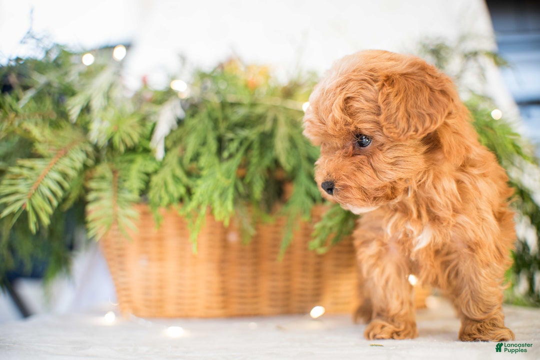 Miniature Poodle dogs for sale: Tiny Tim - Ad 12