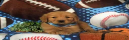 Golden Retriever dogs for sale: Robb - Ad 5