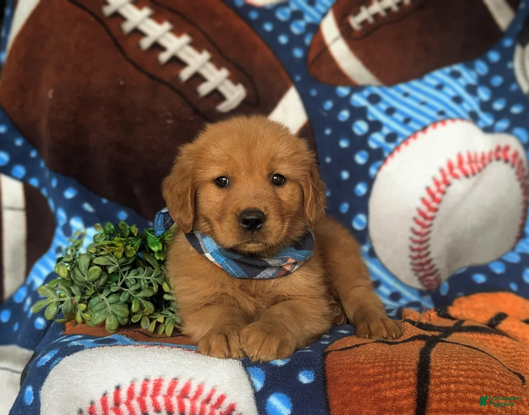 Golden Retriever dogs for sale: Robb - Ad 5