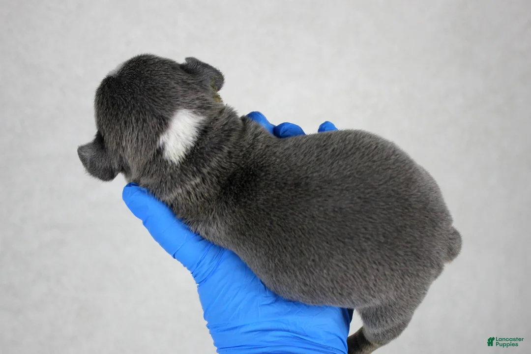 American Bully dogs for sale: Blue Tri Merle Female - Ad 17