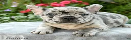 French Bulldog dogs for sale: Stanley - Ad 3