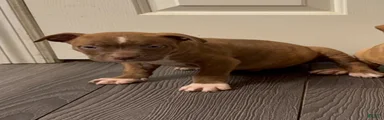 American Bully 4