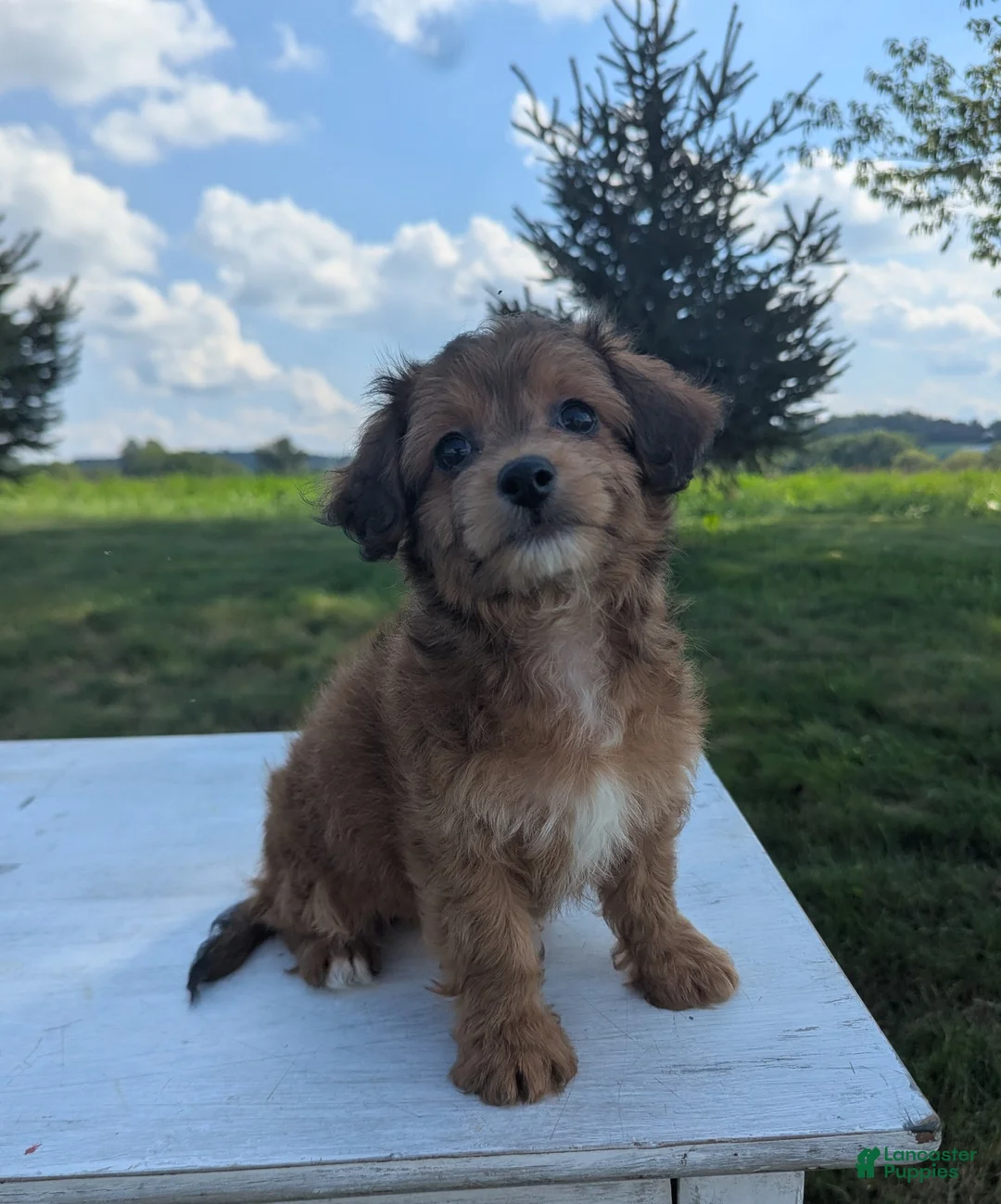Chipoo dogs for sale: Emily - Ad 2