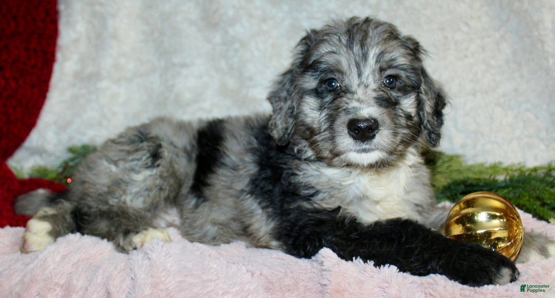 Bernedoodle dogs for sale: Daisy  - Ad 3