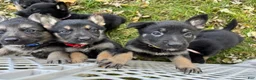 German Shepherd dogs for sale: German Shepherd 3 Purple Collar  - Ad 7