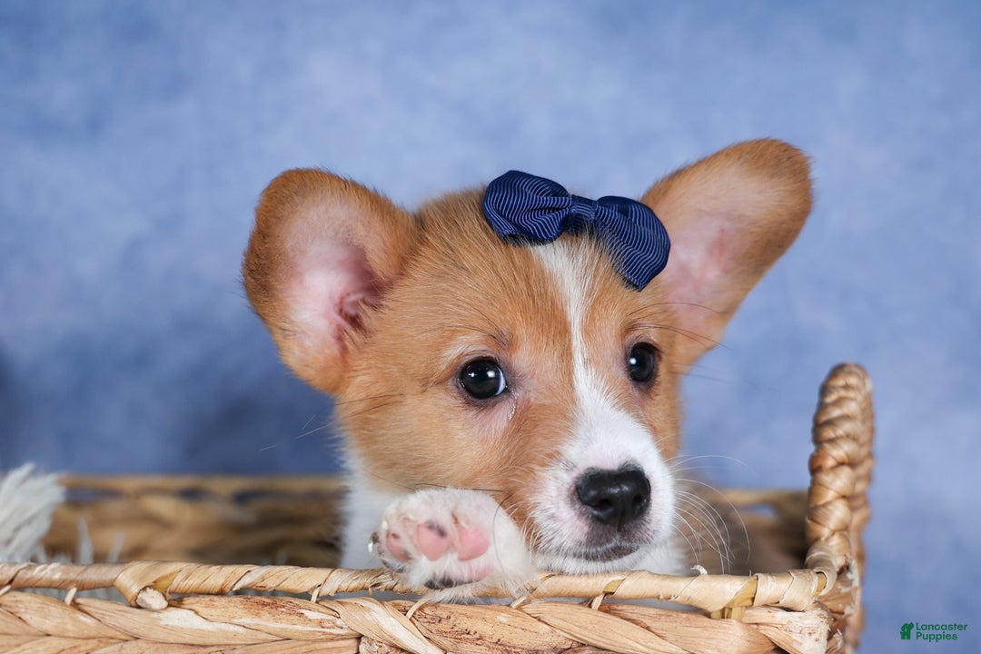 Welsh Corgi Pembroke dogs for sale: Luigi - Ad 1