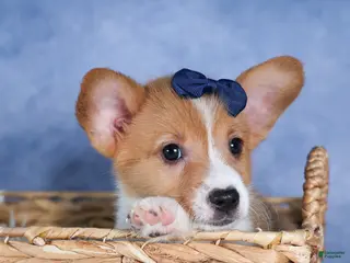 Welsh Corgi Pembroke dogs Luigi - Ad 39