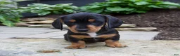 Miniature Dachshund dogs for sale: Grady - Ad 9