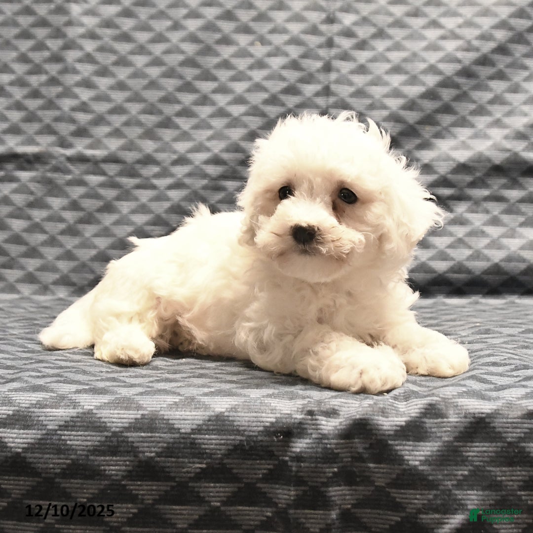 Bichon Frise dogs for sale: Fay - Ad 5