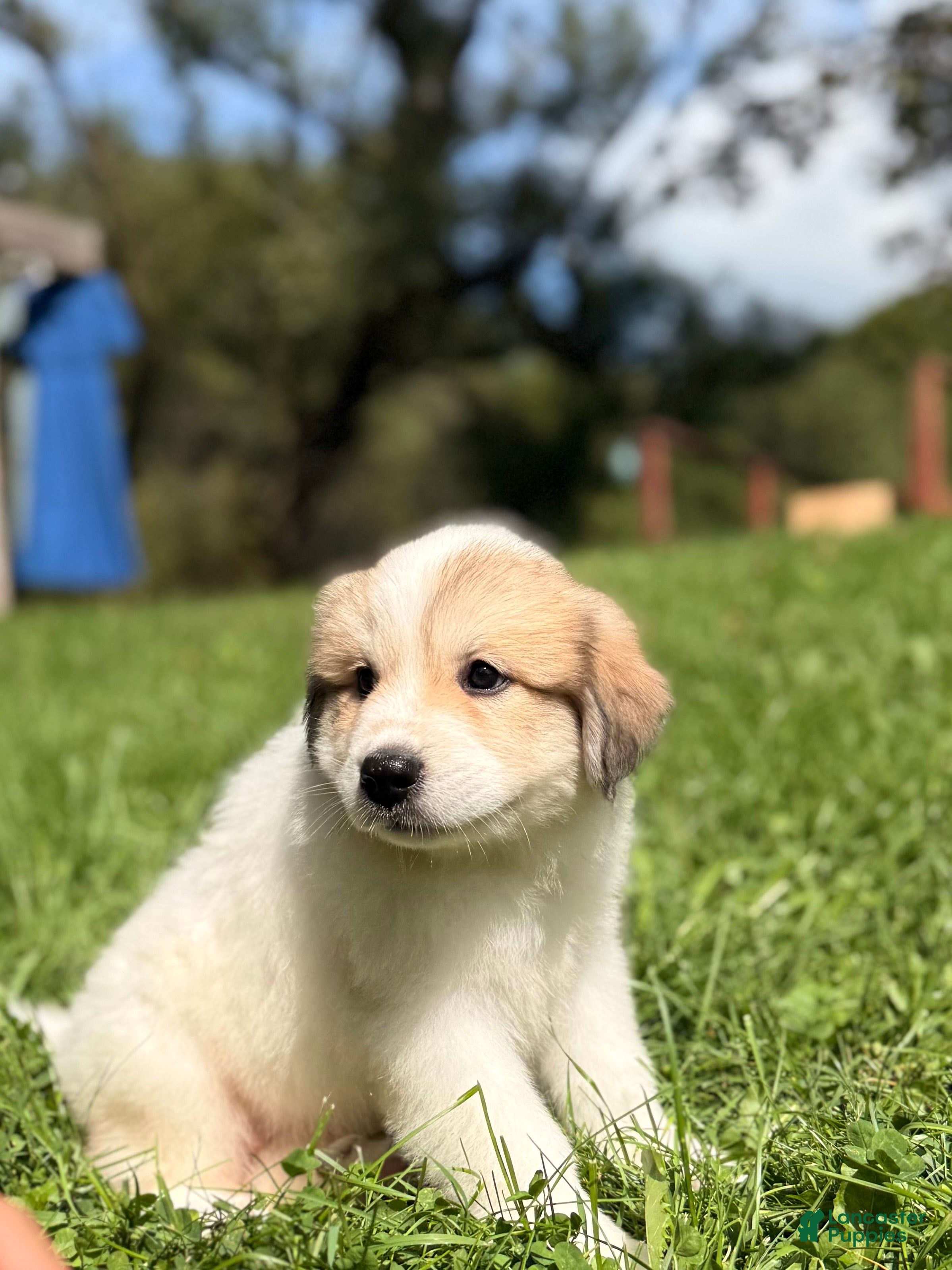 Great Pyrenees dogs Rita - Ad 1