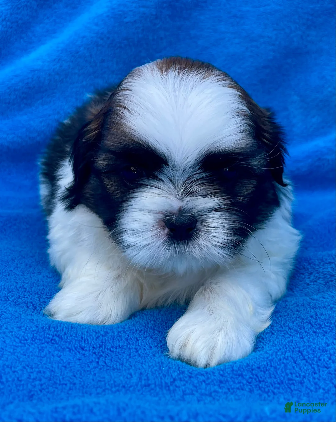 Shih Tzu dogs for sale: Buddy  - Ad 1