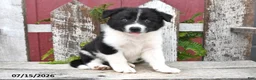 Border Collie dogs for sale: Denver - Ad 5