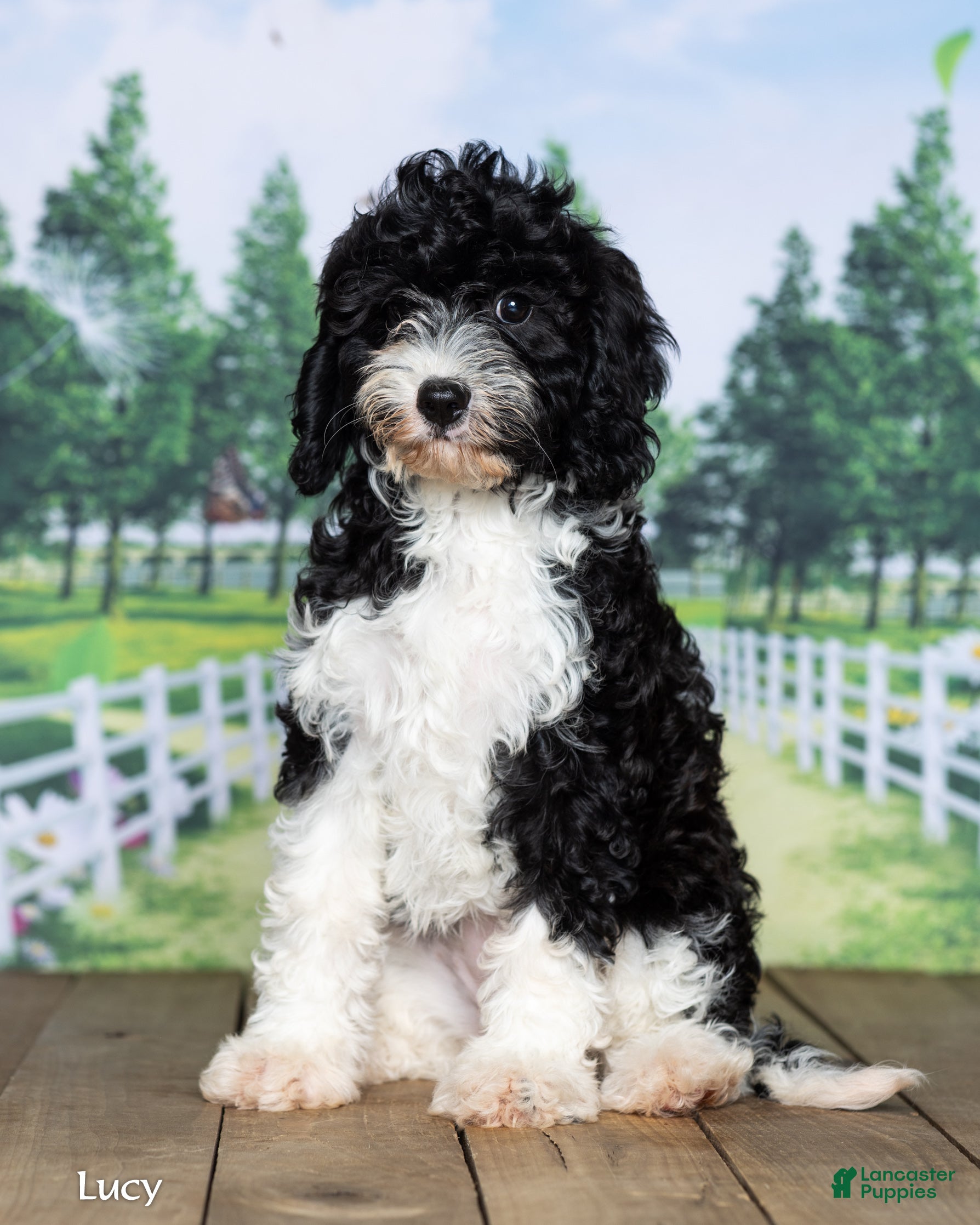 Cavapoo dogs Lucy - Ad 1