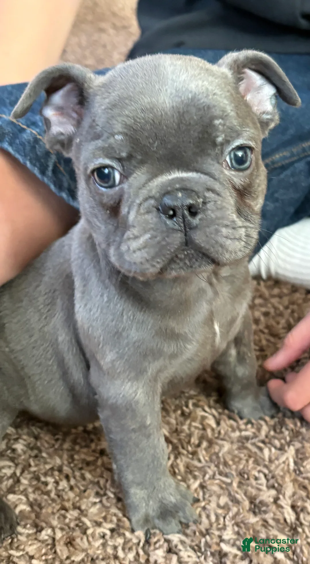 French Bulldog dogs for sale: French Bulldog Puppy 5 - Ad 1
