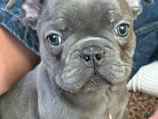French Bulldog dogs French Bulldog Puppy 5 - Ad 29