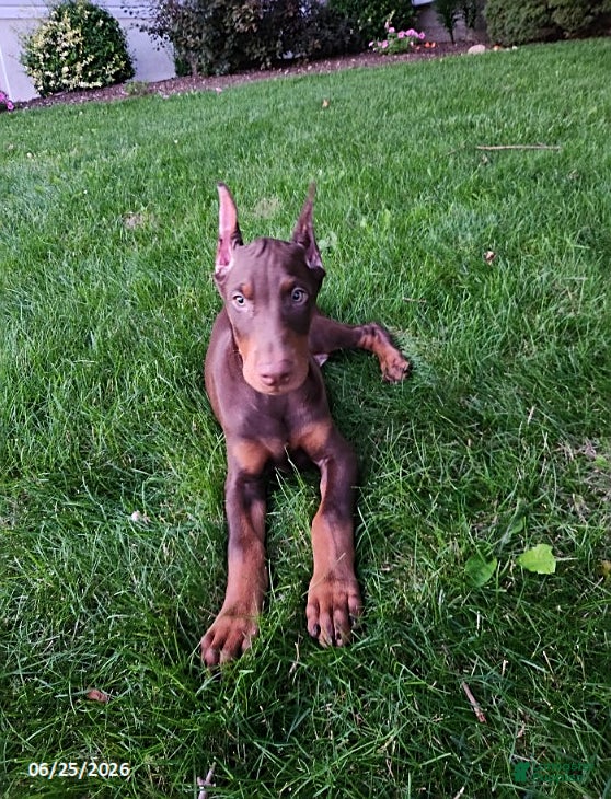 Doberman Pinscher dogs Grant - Ad 1