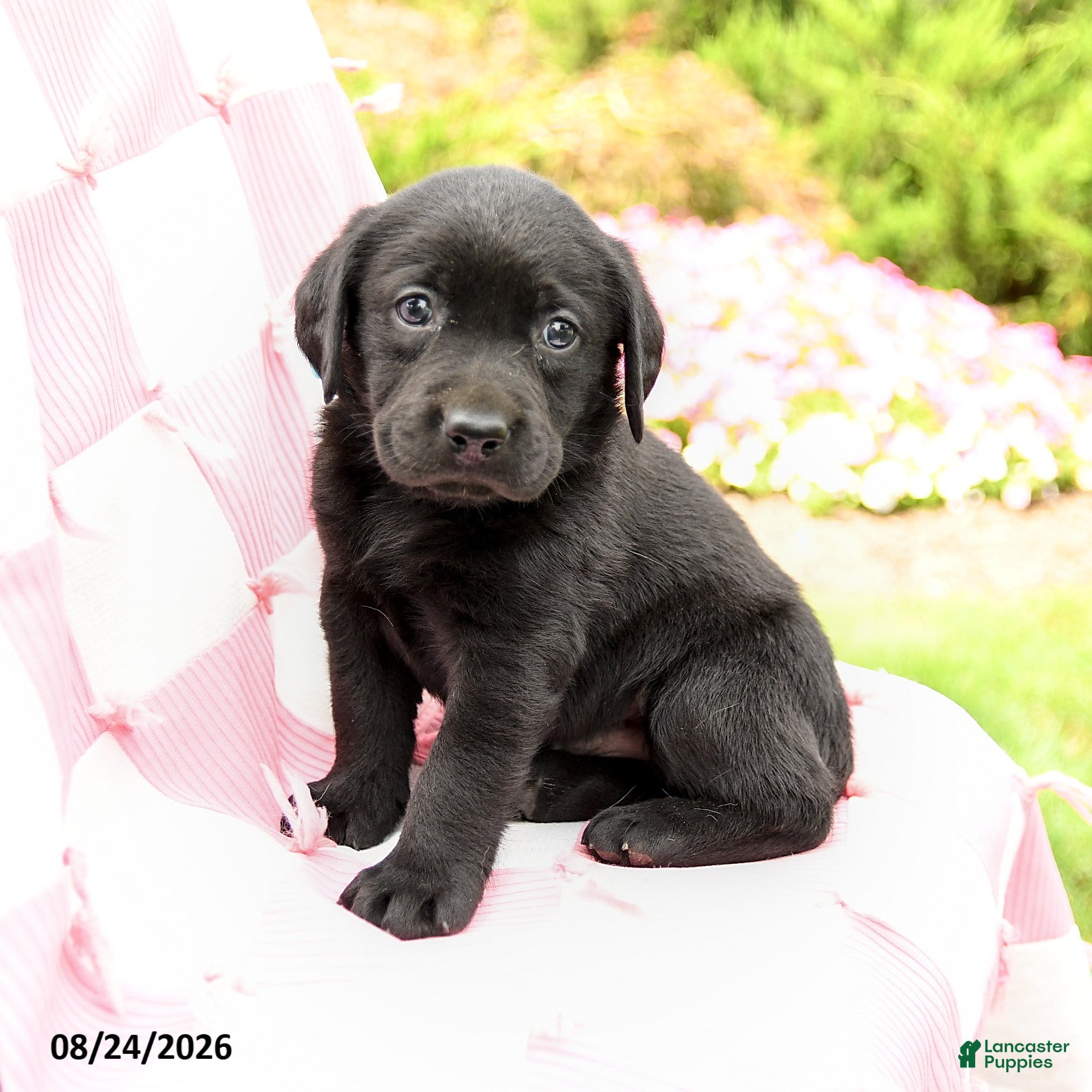 Labrador Retriever dogs Garrett - Ad 2