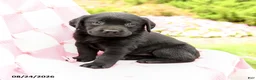 Labrador Retriever dogs for sale: Garrett - Ad 2