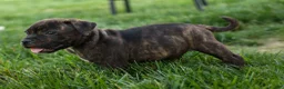 Staffordshire Bull Terrier dogs for sale: Melody 🎀 - Ad 16