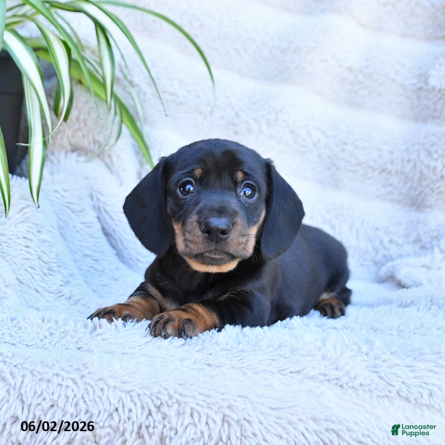 Miniature Dachshund dogs Rascal - Ad 1