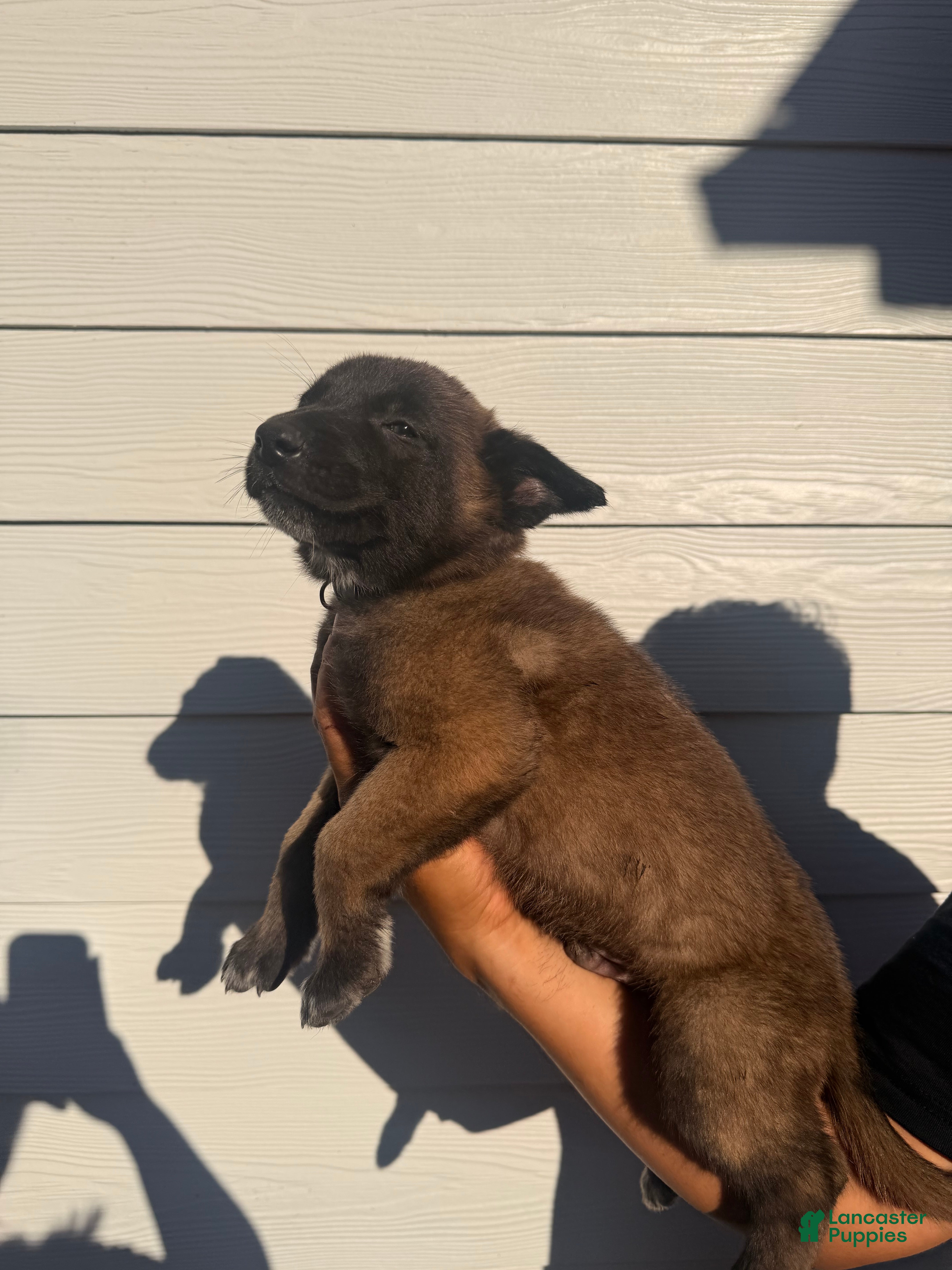 Belgian Malinois dogs for sale: Silver Collar - Ad 42
