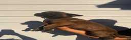 Belgian Malinois dogs for sale: Silver Collar - Ad 1
