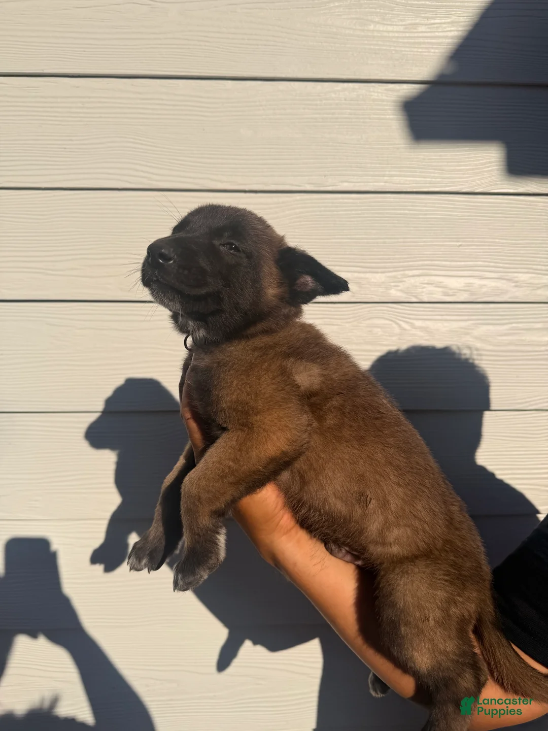 Belgian Malinois dogs for sale: Silver Collar - Ad 1