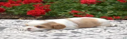Mixed Breed dogs for sale: Blossom - Ad 6