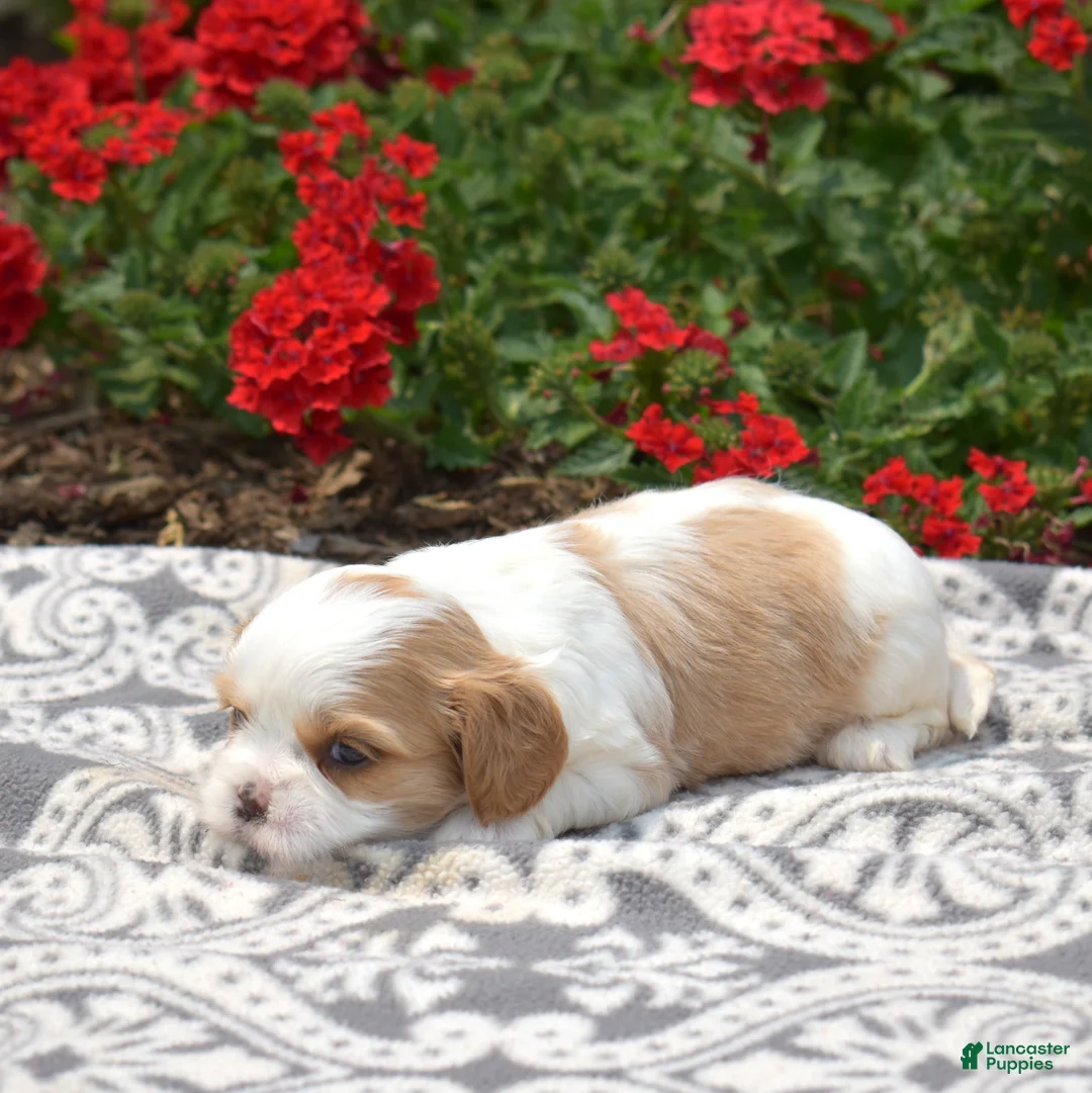 Mixed Breed dogs for sale: Blossom - Ad 6