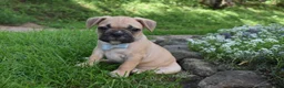 Frug dogs for sale: Mario  - Ad 6